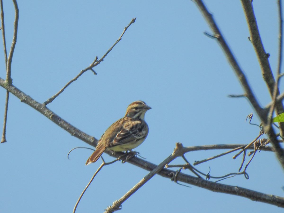 Lark Sparrow - ML603101591