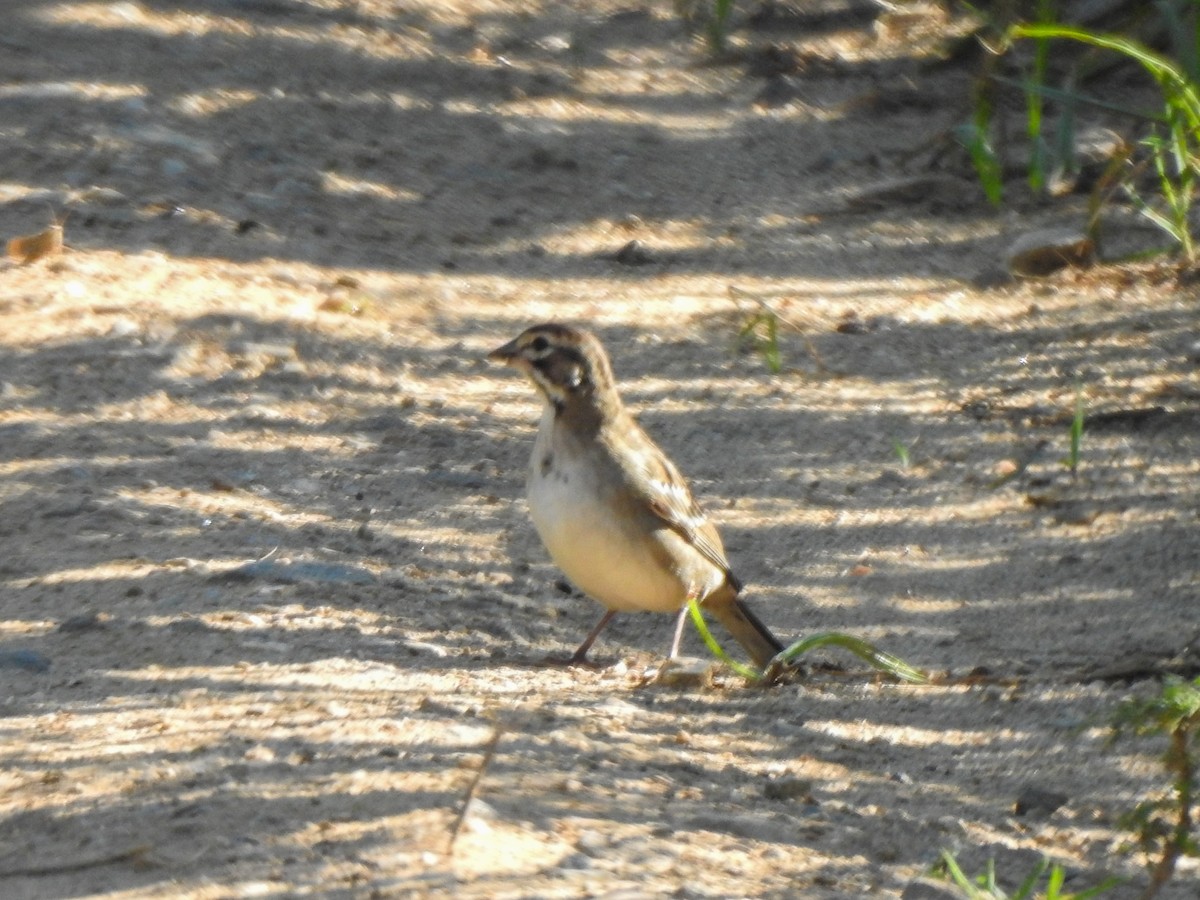 Lark Sparrow - ML603101601