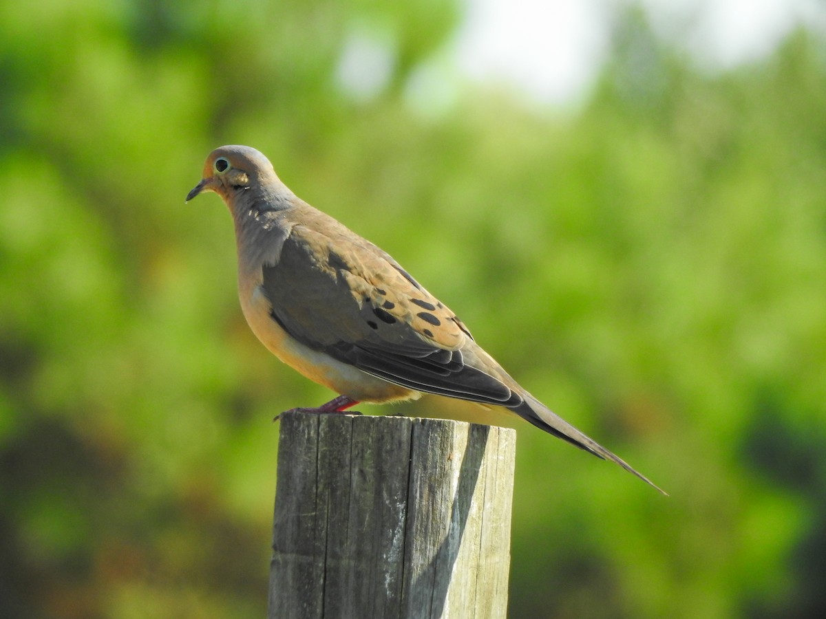Mourning Dove - ML603101741