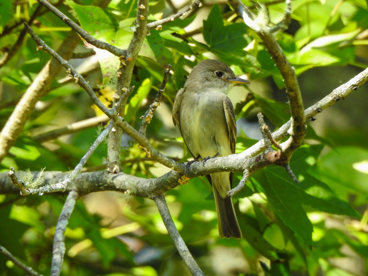 Eastern Wood-Pewee - Ryne VanKrevelen