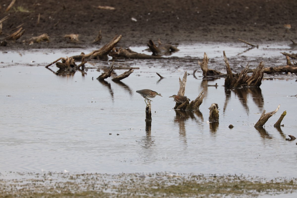 Green Heron - ML603103851