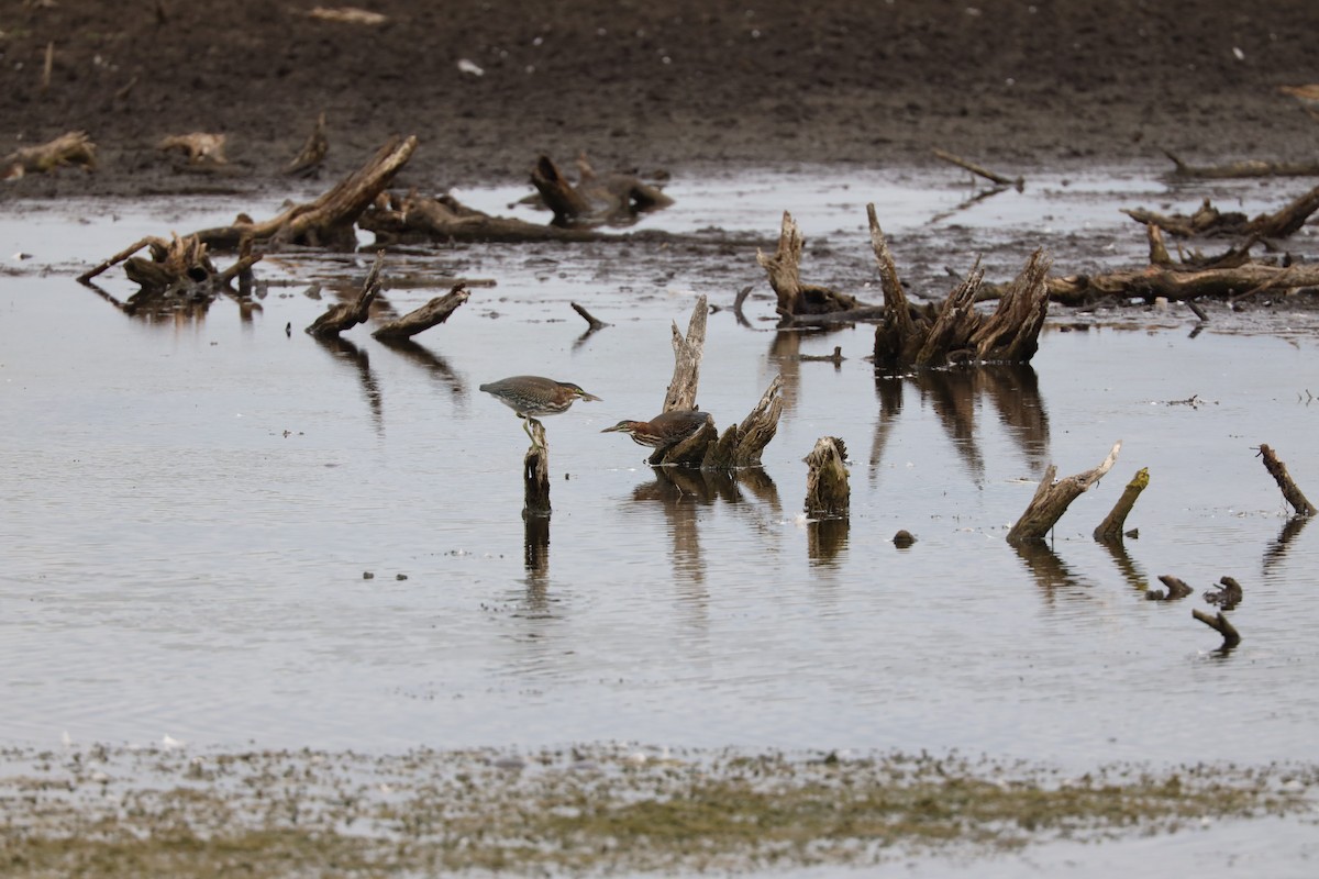 Green Heron - ML603103881