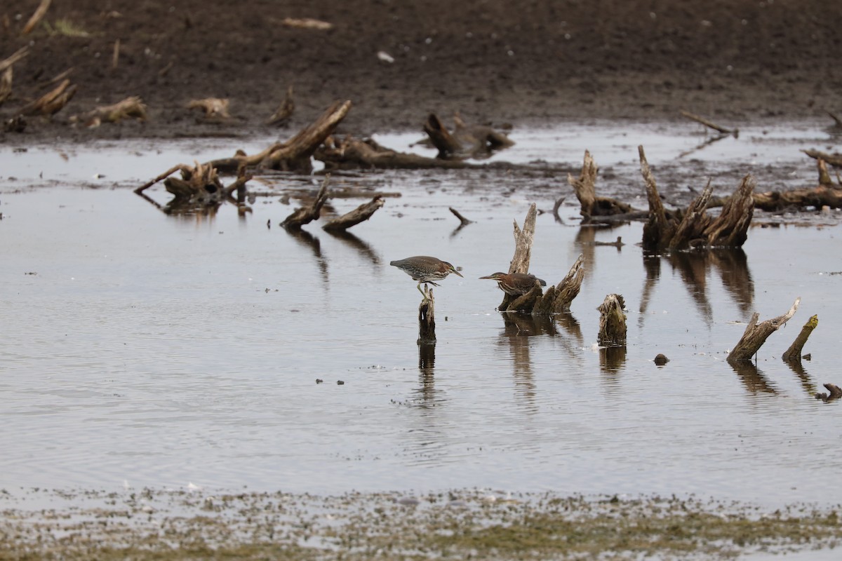 Green Heron - ML603103891