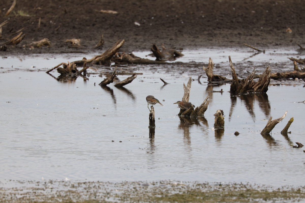 Green Heron - Ira Blau