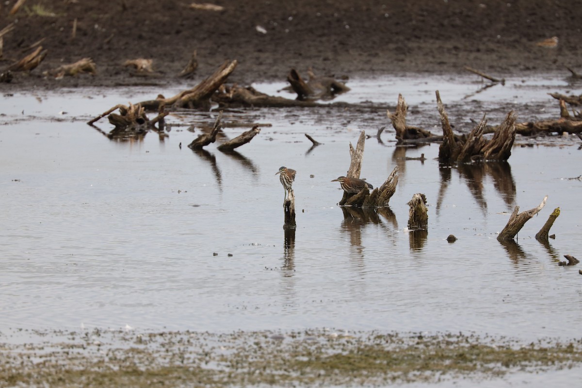 Green Heron - ML603103941