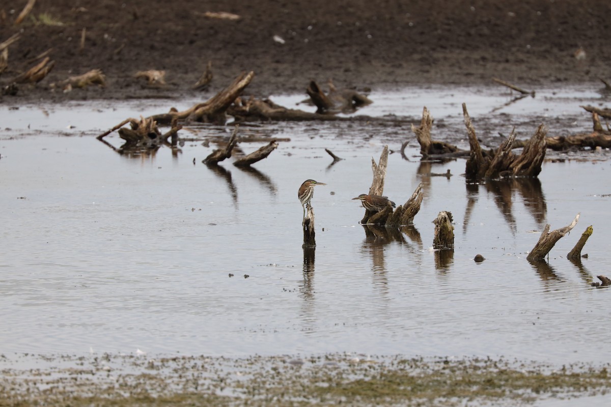 Green Heron - ML603103951