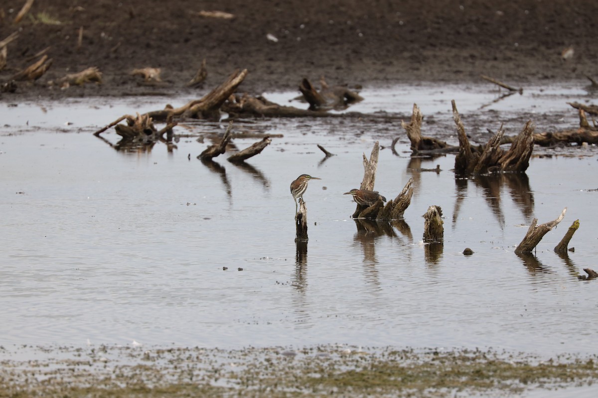 Green Heron - ML603103961