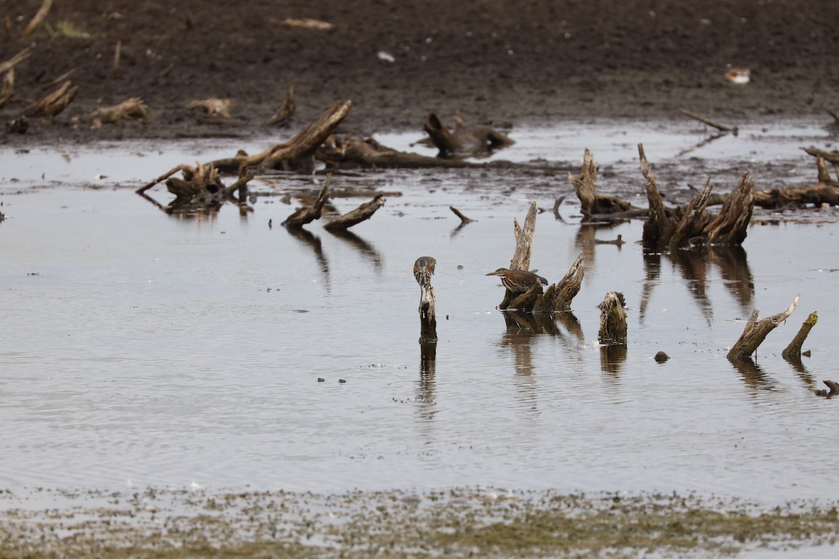 Green Heron - ML603103971