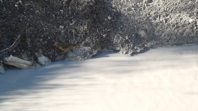 Red Crossbill (Lodgepole Pine or type 5) - ML603104401