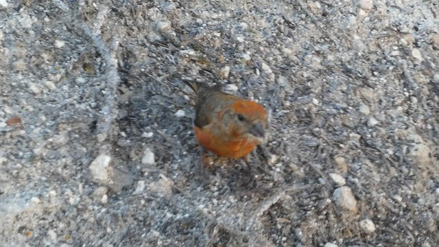 Red Crossbill (Lodgepole Pine or type 5) - ML603104411