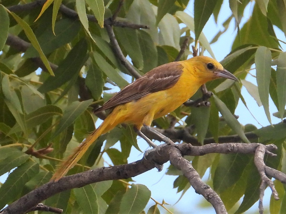 Hooded Oriole - ML603104871