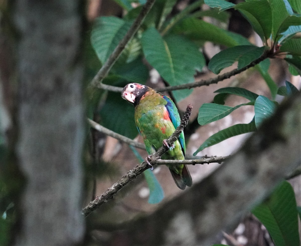 Brown-hooded Parrot - Sud Menon