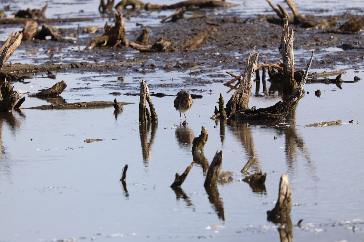 Green Heron - Ira Blau