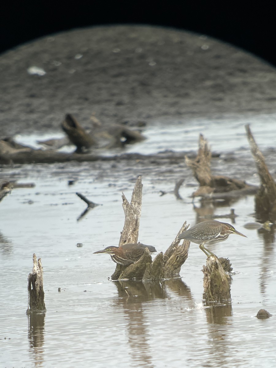 Green Heron - ML603105201