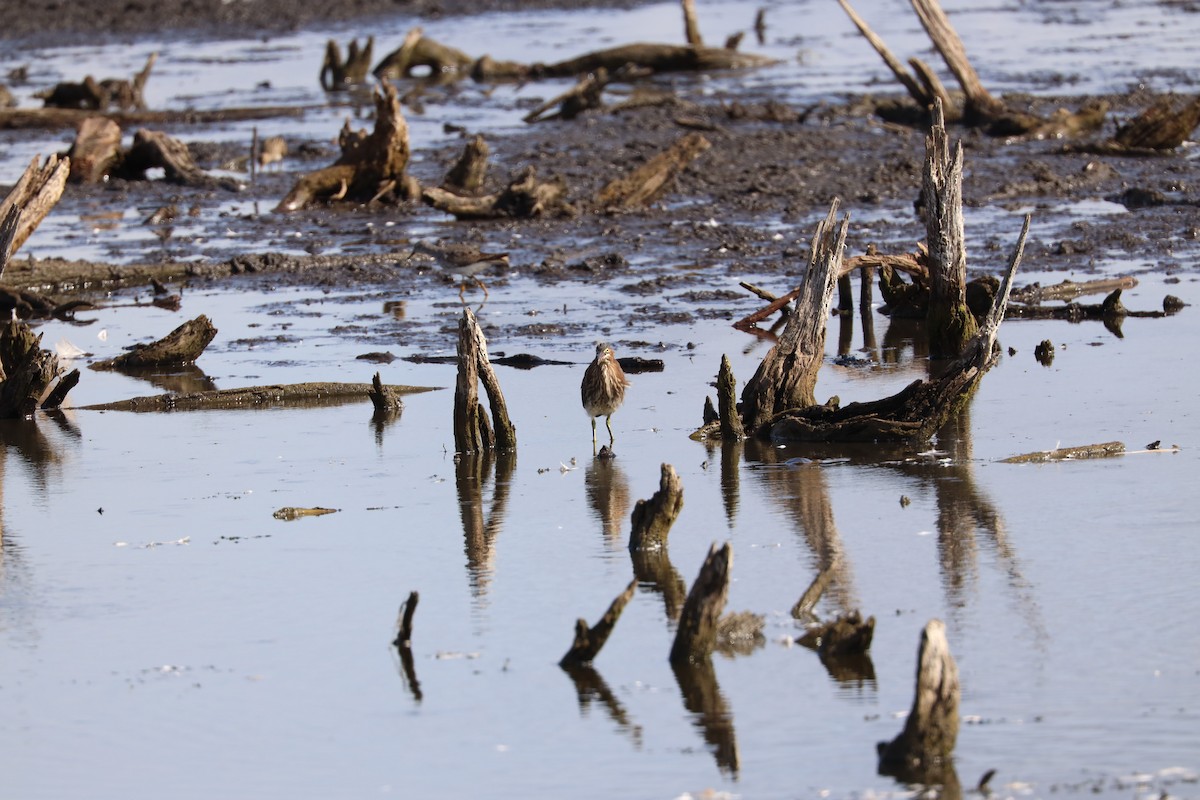 Green Heron - ML603105211