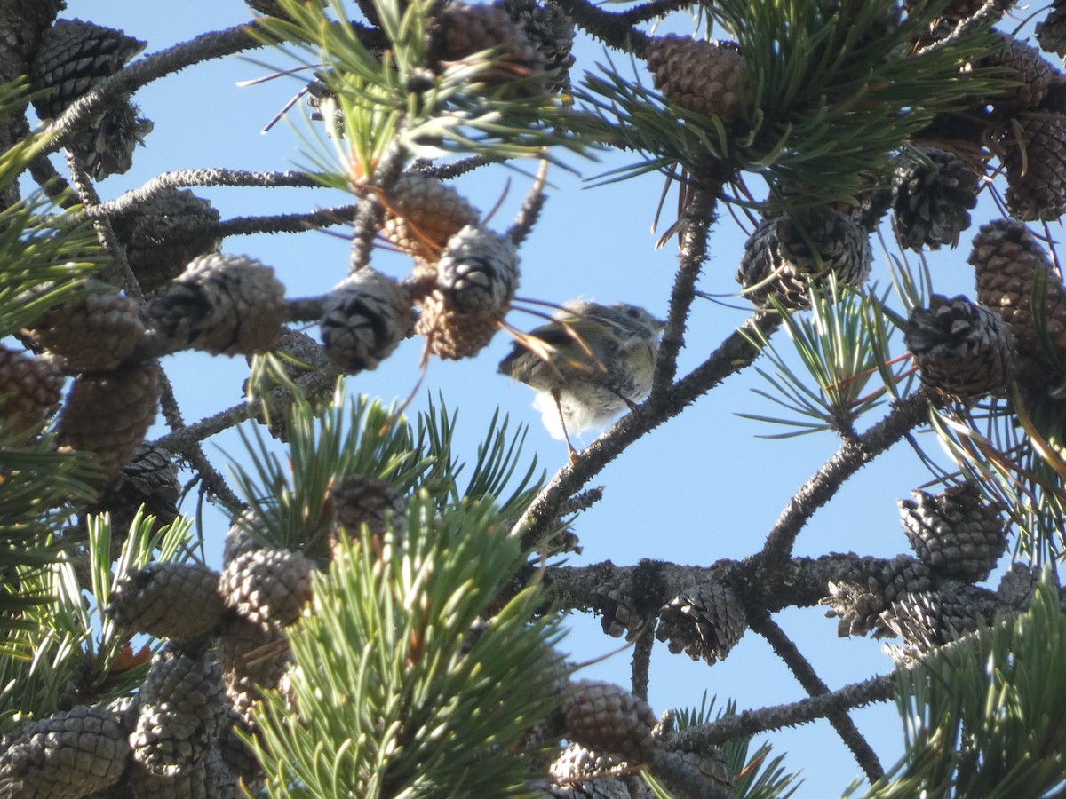 Ruby-crowned Kinglet - Ethan K