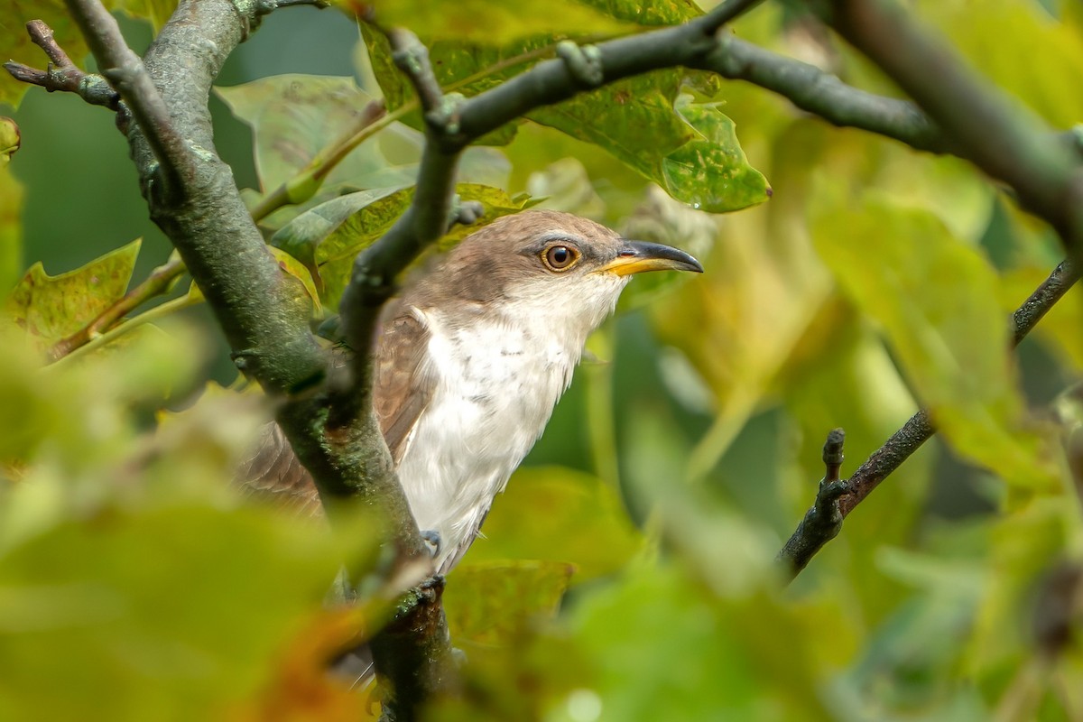 Yellow-billed Cuckoo - ML603105541