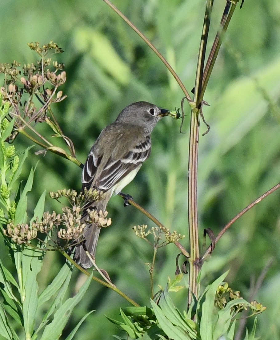 Least Flycatcher - ML603106511