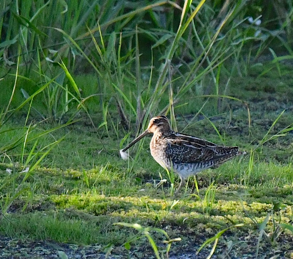 Wilson's Snipe - ML603106711