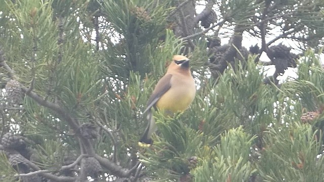 Cedar Waxwing - ML603106841