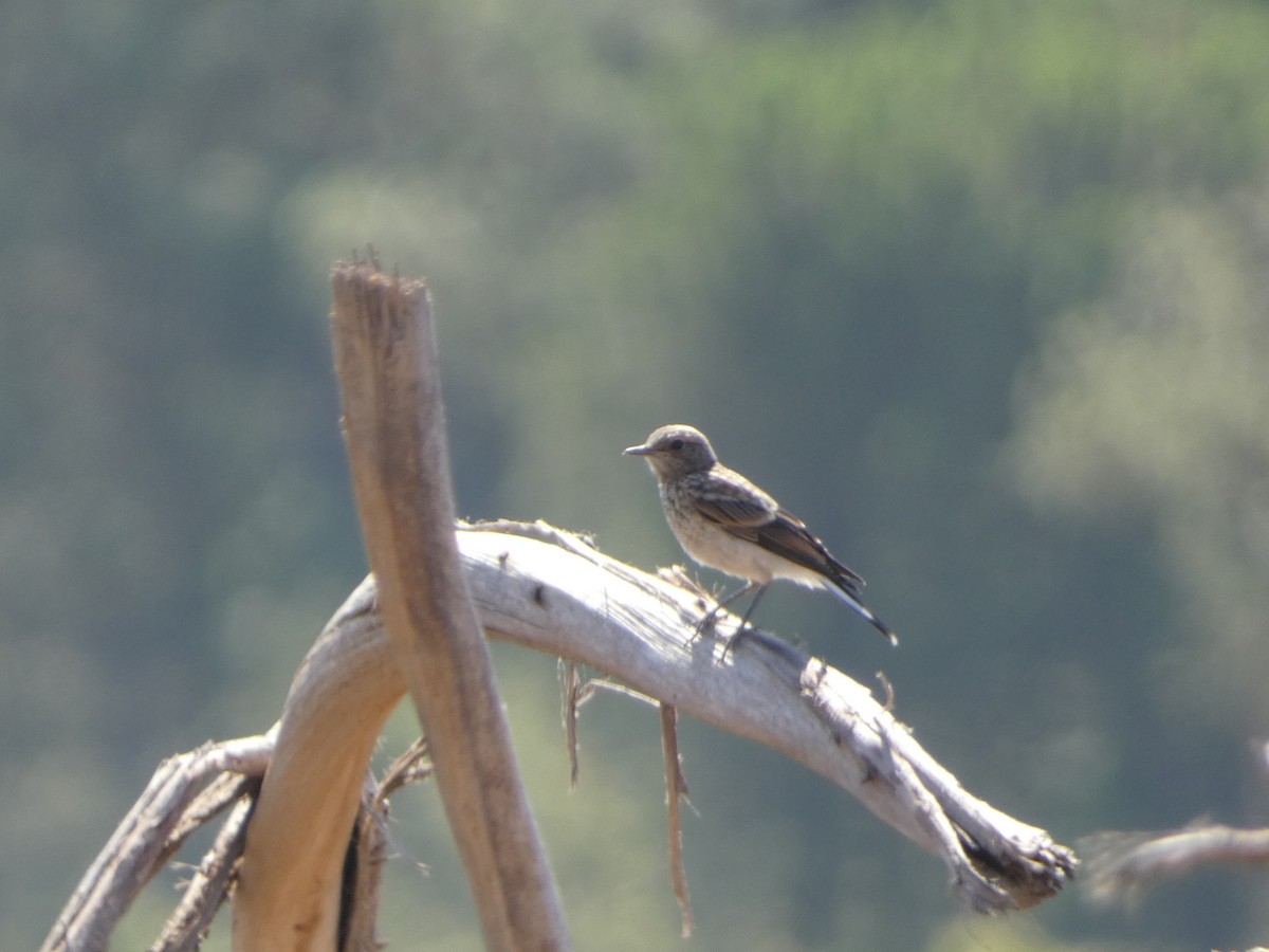 Western Black-eared Wheatear - ML603107231