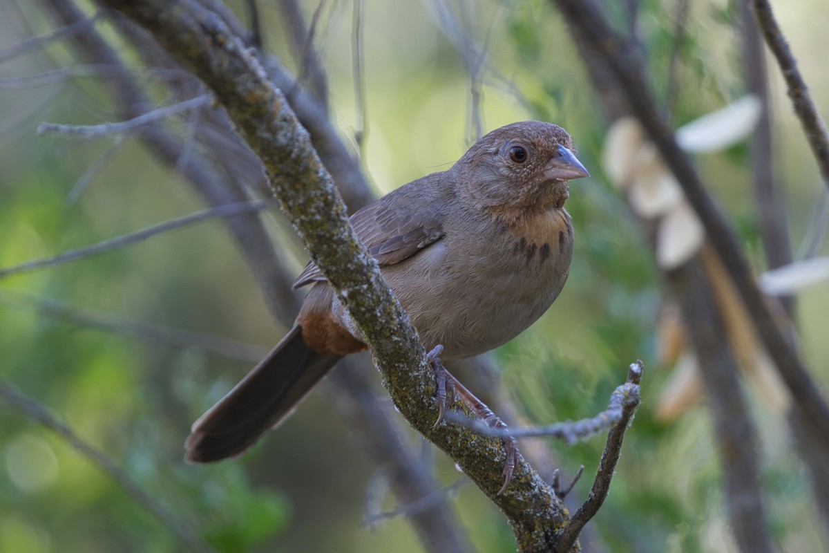 California Towhee - Kevin Thomas