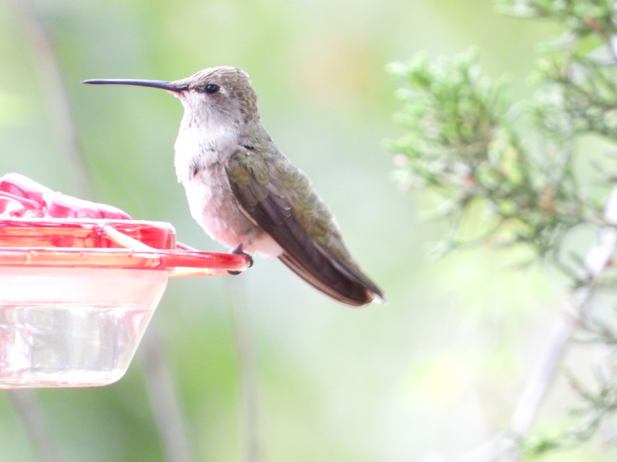 Black-chinned Hummingbird - ML603107751