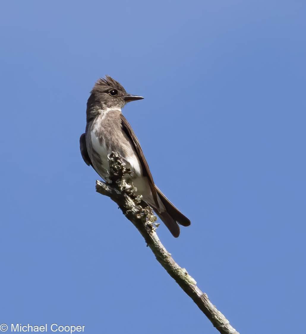 Olive-sided Flycatcher - ML603107881