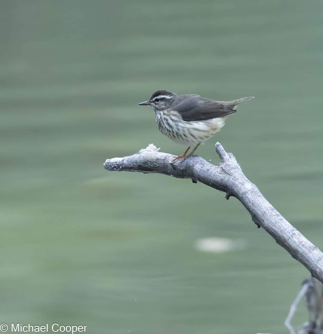 Louisiana Waterthrush - Michael B.  Cooper