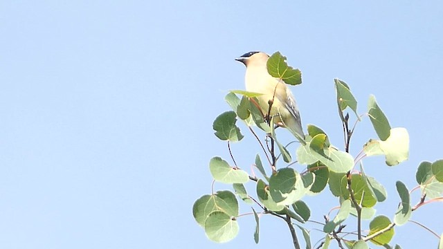 Cedar Waxwing - ML603108281