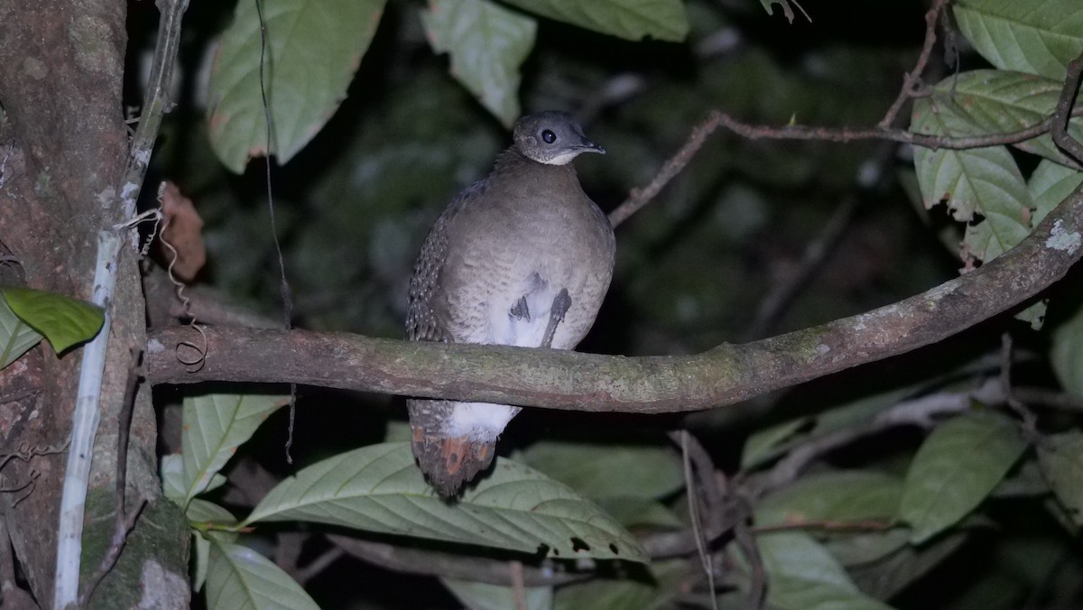 White-throated Tinamou - ML603108471