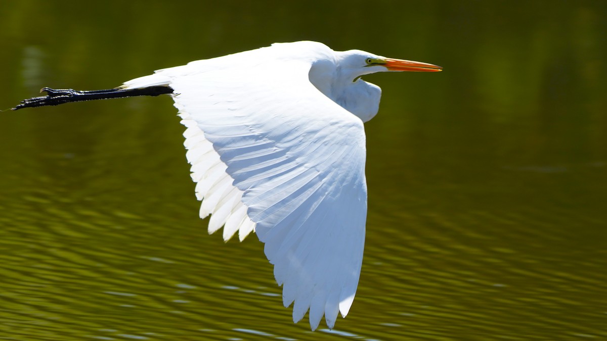 Snowy Egret - Daniel Ali