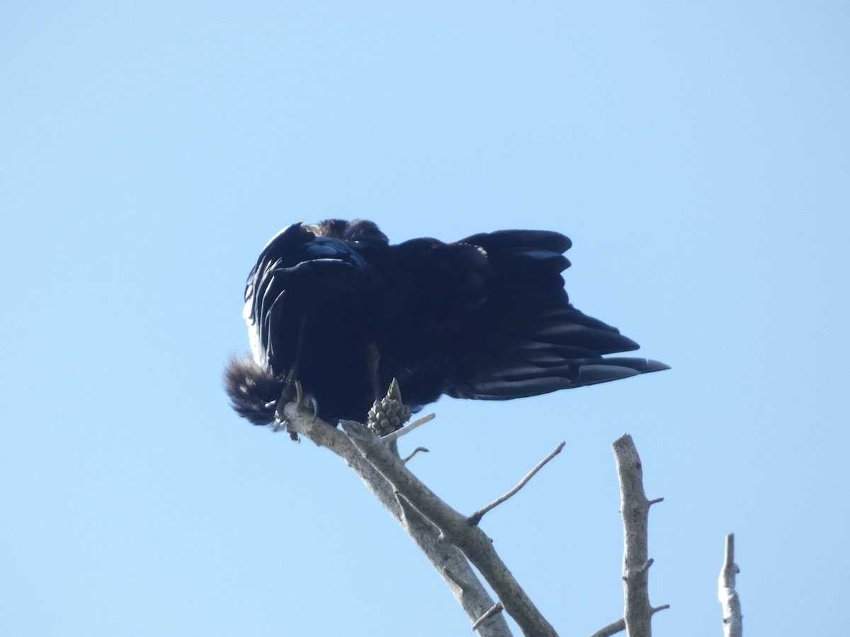 American Crow - ML603108741