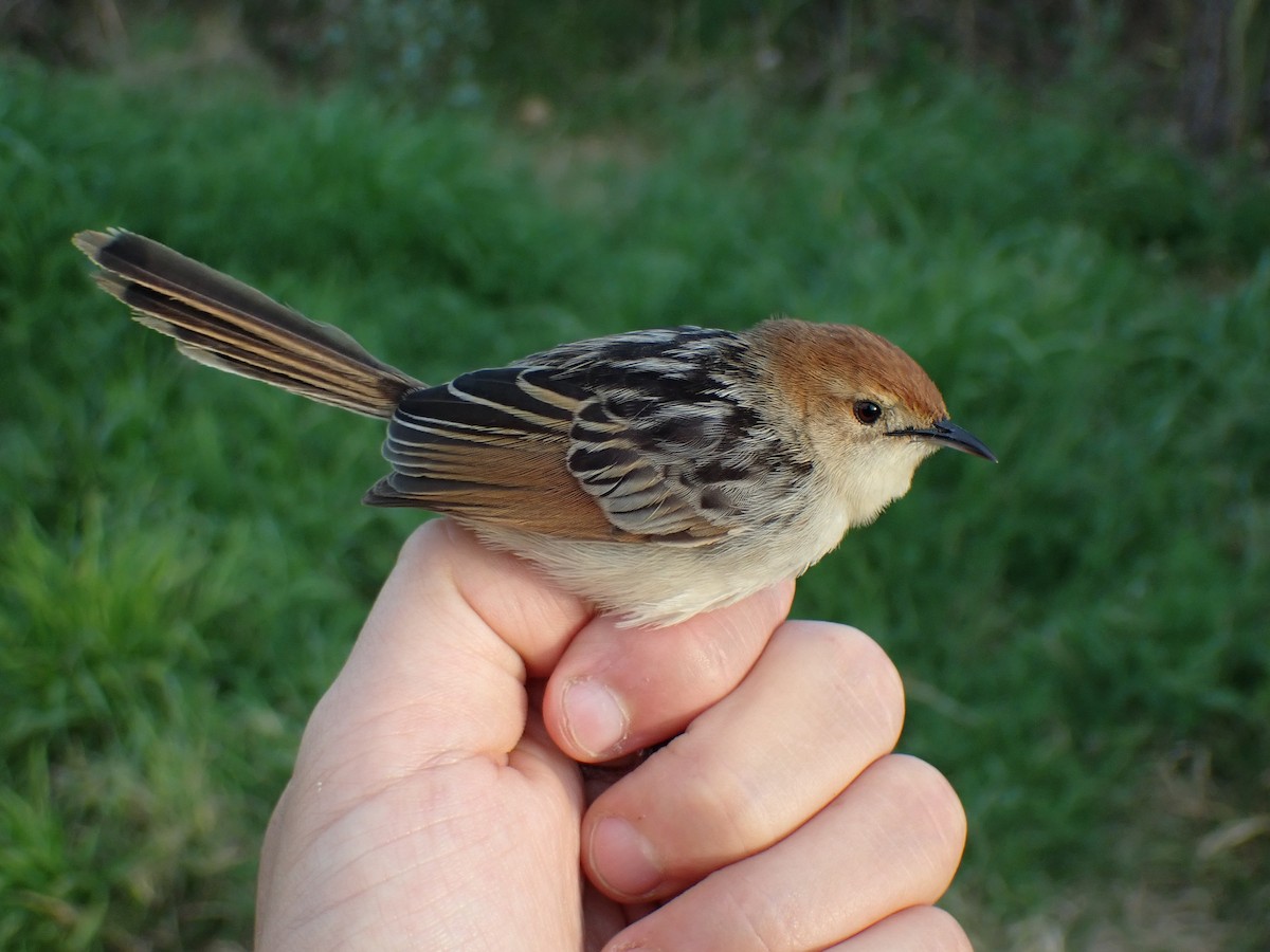 Levaillant's Cisticola - ML603108771