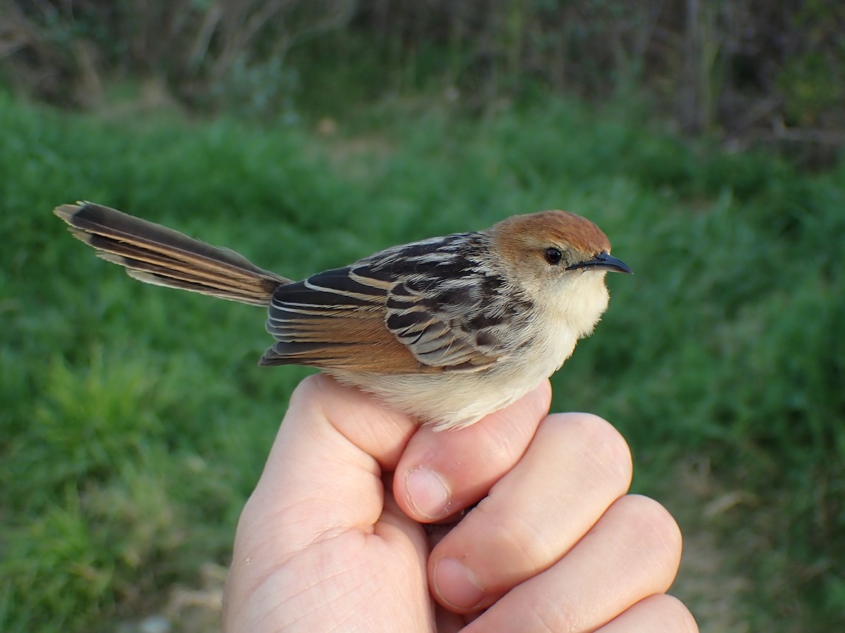 Levaillant's Cisticola - ML603108801