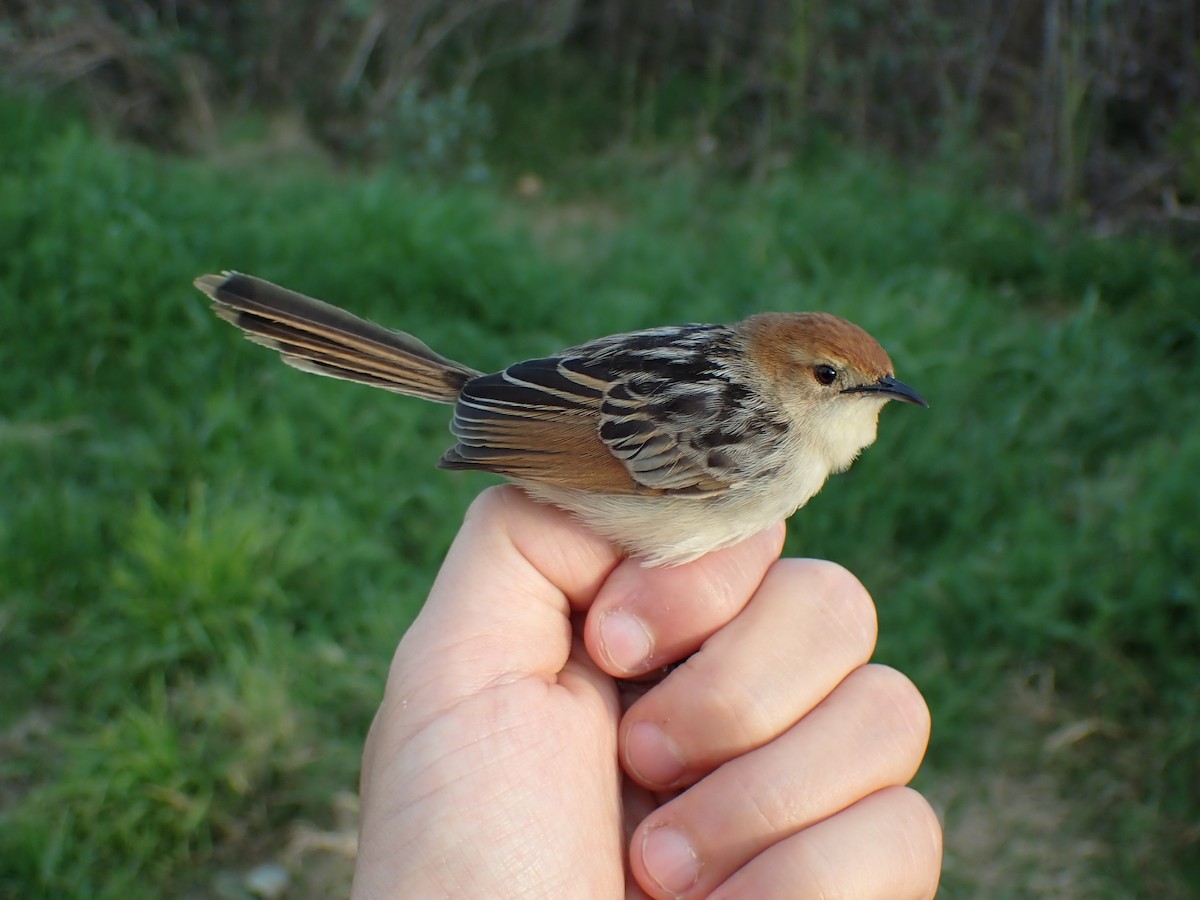 Levaillant's Cisticola - ML603108831