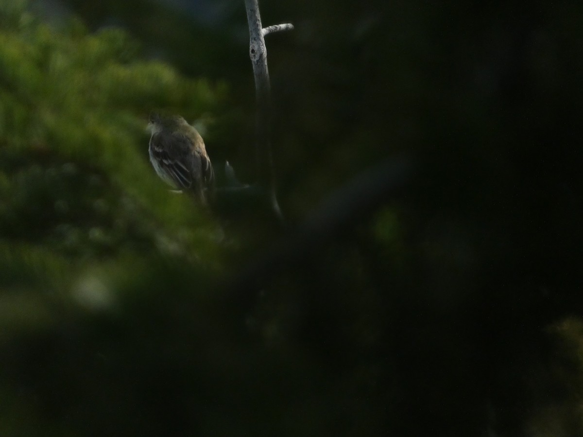 Dusky Flycatcher - ML603113161