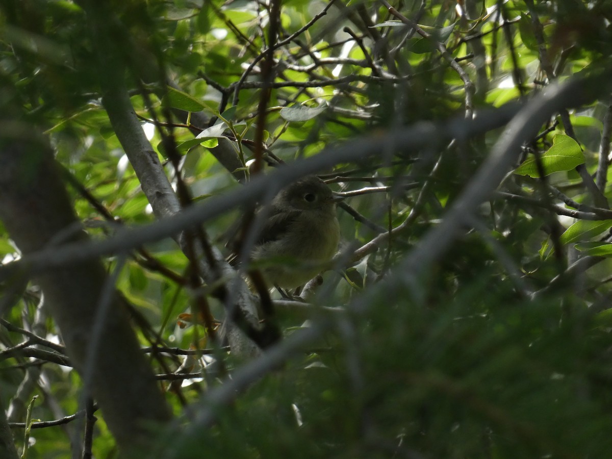 Dusky Flycatcher - ML603113181