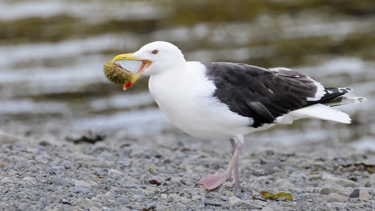 Great Black-backed Gull - ML603113481