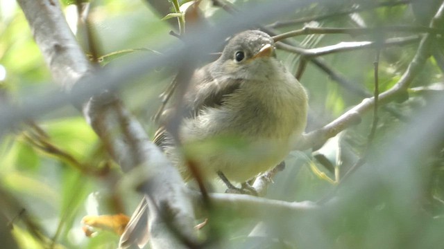 Dusky Flycatcher - ML603113821