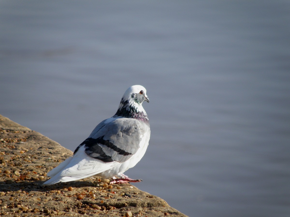 Rock Pigeon (Feral Pigeon) - ML603113981