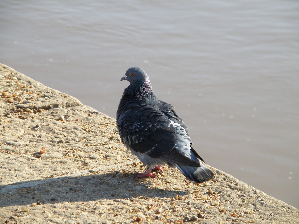 Rock Pigeon (Feral Pigeon) - ML603113991