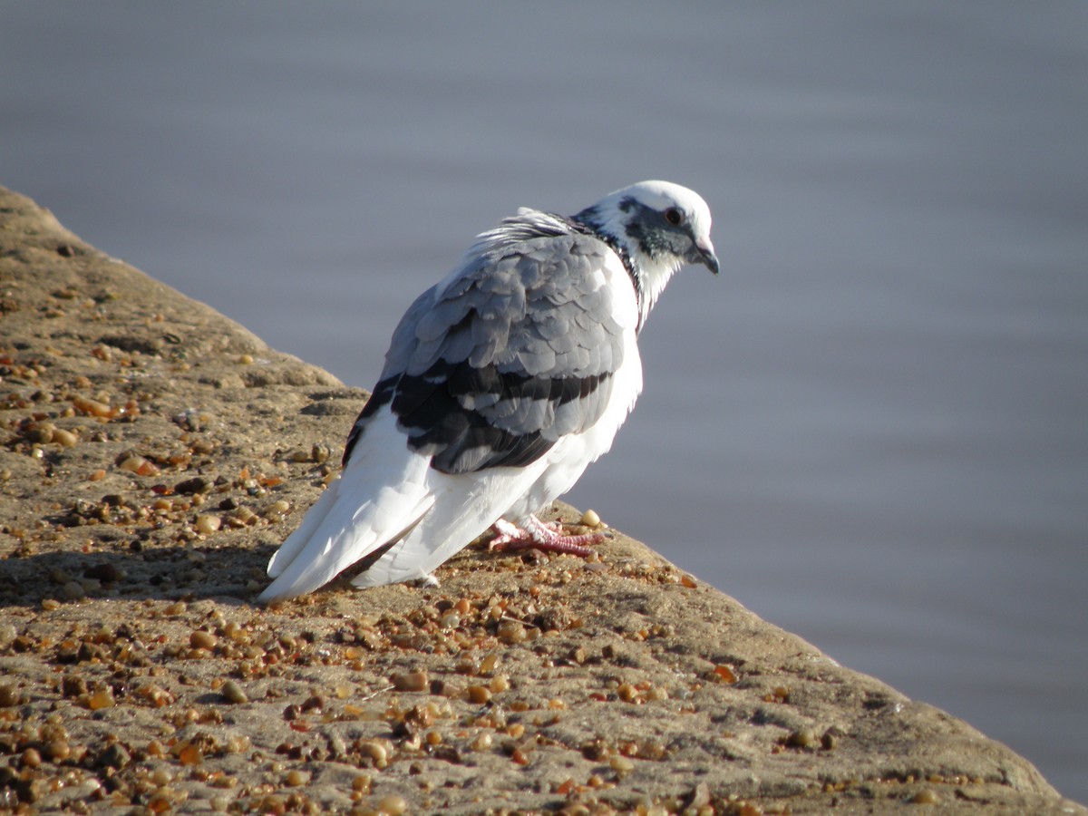Rock Pigeon (Feral Pigeon) - ML603114001