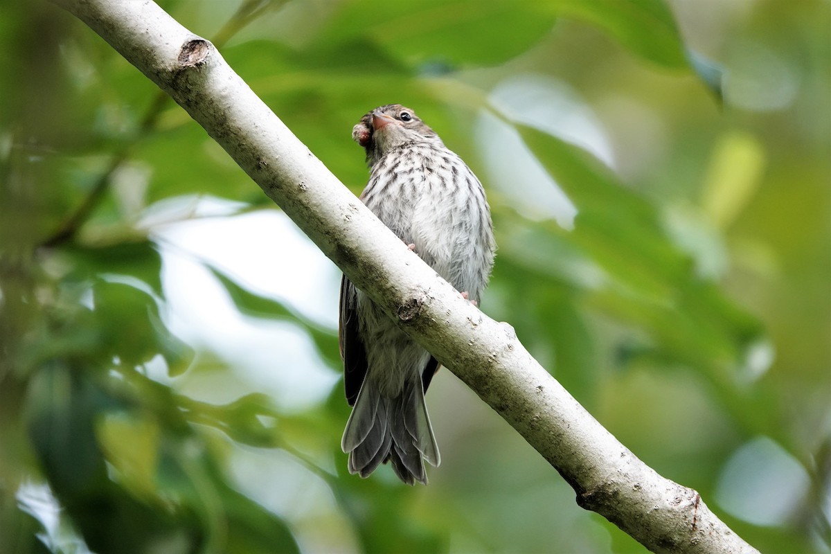 Chipping Sparrow - Patrice Blouin