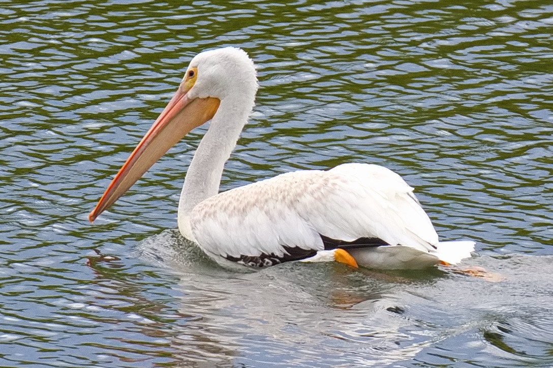 American White Pelican - Bruce Kerr