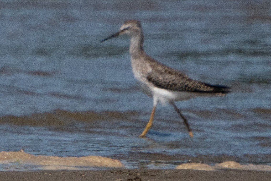 Lesser Yellowlegs - ML603117431