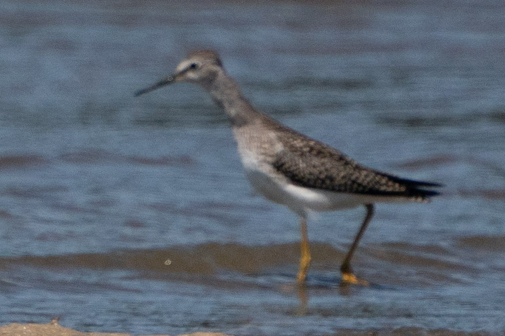 Lesser Yellowlegs - ML603117441