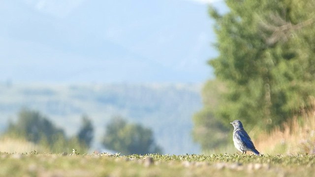 Mountain Bluebird - ML603118101