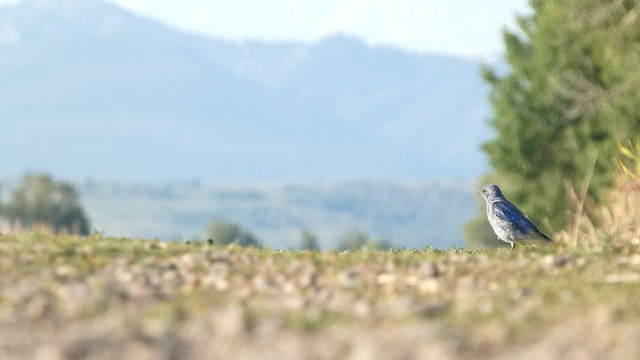 Mountain Bluebird - ML603118111