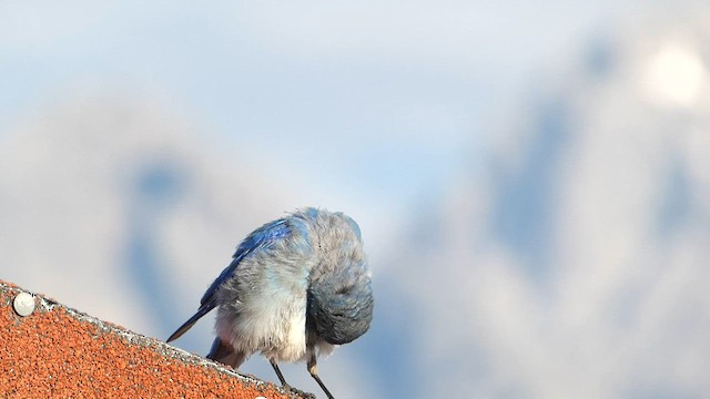 Mountain Bluebird - ML603118251